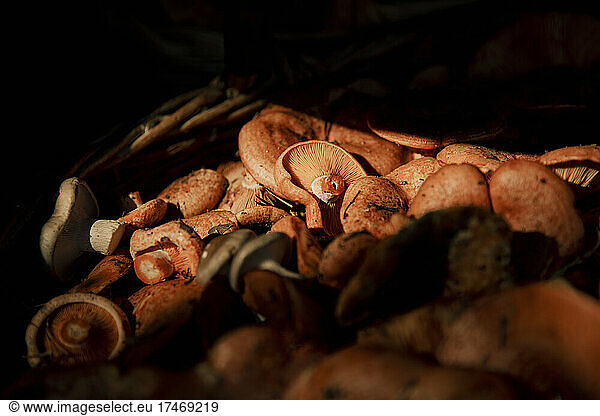 Sunlight on fresh Matsutake mushrooms