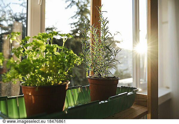 Sunlight on potted plants on window sill at home