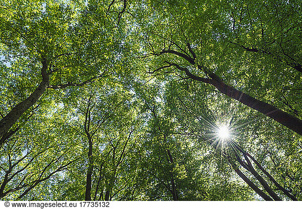 Sunlight piercing green canopies of forest beech trees