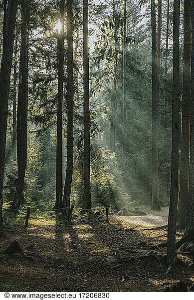 Sunlight seen through trees in forest