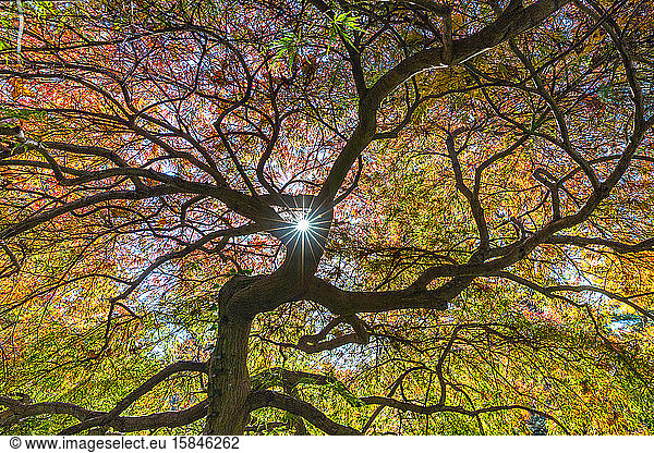 Sunlight shining through tree branches.