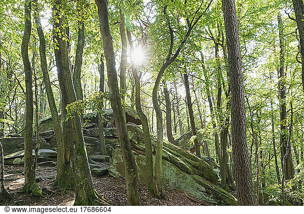 Sunlight streaming through beech trees in Palatinate Forest  Germany