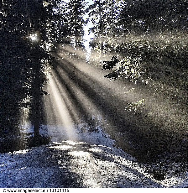 Sunlight through trees in winter