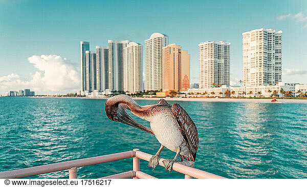 sunny isles beach buildings Florida pelican