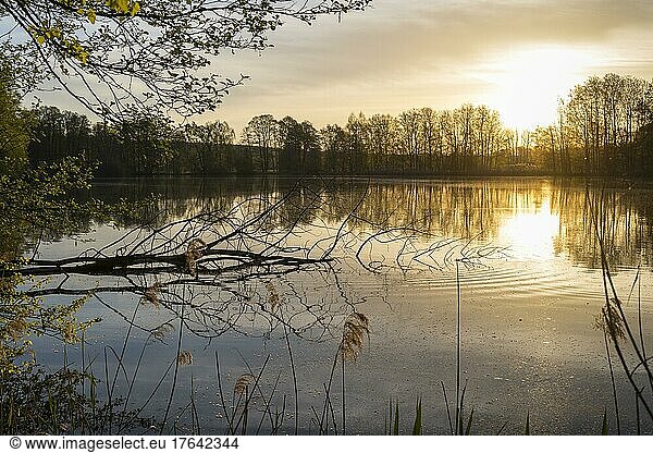Sunrise at Neuteich  Biehla-Weißig pond area  Bautzen district  Saxony  Germany  Europe