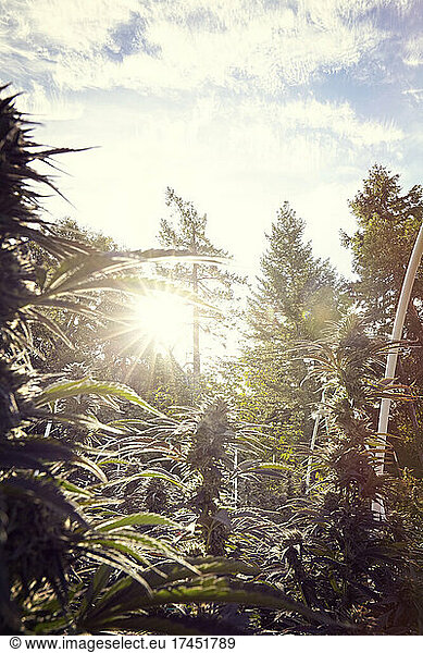 sunrise behind large colas of flowering cannabis