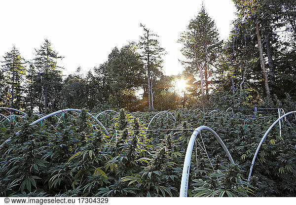 sunrise breaking on a cannabis garden