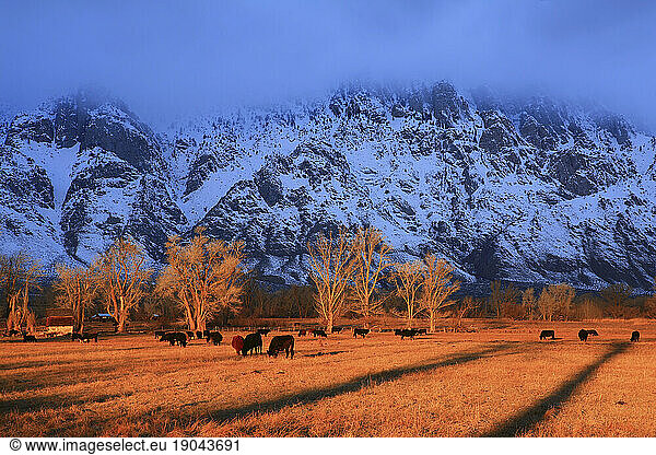 Sunrise in the Owens Valley outside the town of Bishop  California.