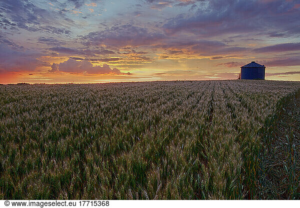 Sunrise Over A Barley Field With Grain Silo In Central Alberta
