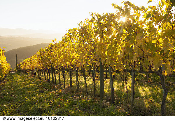 Sunrise over a Tuscan vineyard in autumn.