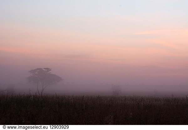 Sunrise over acacia trees  Seronera  Serengeti National Park  Tanzania