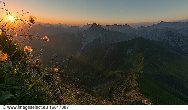 Sunrise over Lechtal Alps with flower meadow in the foreground  Elmen  Lechtal Alps  Außerfern  Tyrol  Austria  Europe