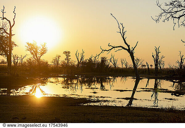 Sunrise over water  silhouettes and reflections in the water surface  Okavango Delta