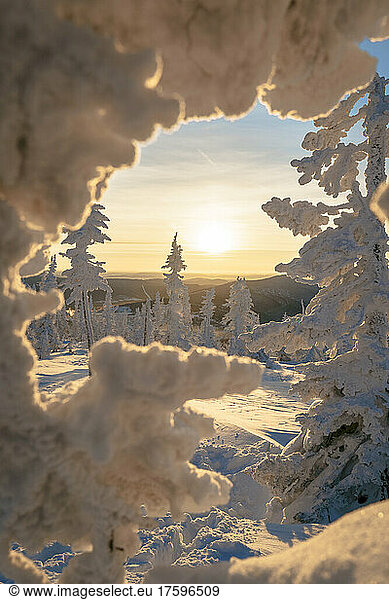 Sunrise sky seen through snow covered trees at Sheregesh  Russia