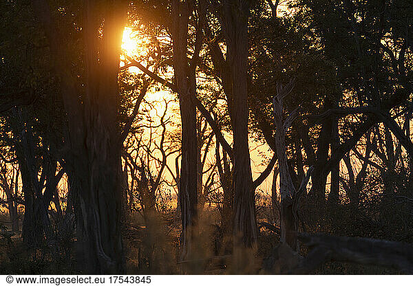 Sunrise  sunlight through trees