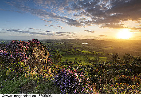Sunrise with heather over Croker Hill and Macclesfield  Cheshire  England  United Kingdom  Europe