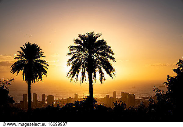 Sunset and palm trees overlooking Honolulu  Hawaii