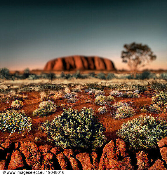 Sunset at Ayers Rock (Uluru)  Uluru  Northern Territory  Australia