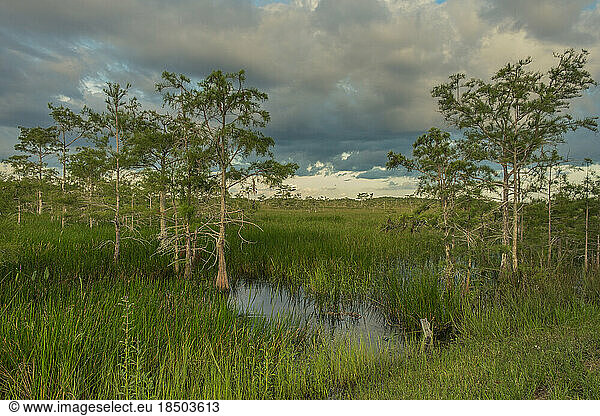 Sunset in Paurotis Pond inside the Everglades National Park
