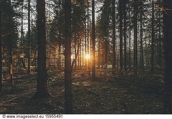 Sunset in the woods of Sodermanland  Nykoping  Sweden