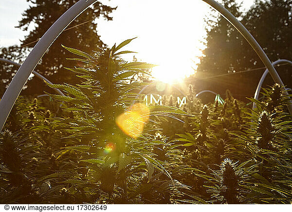 sunset on a northern california cannabis garden