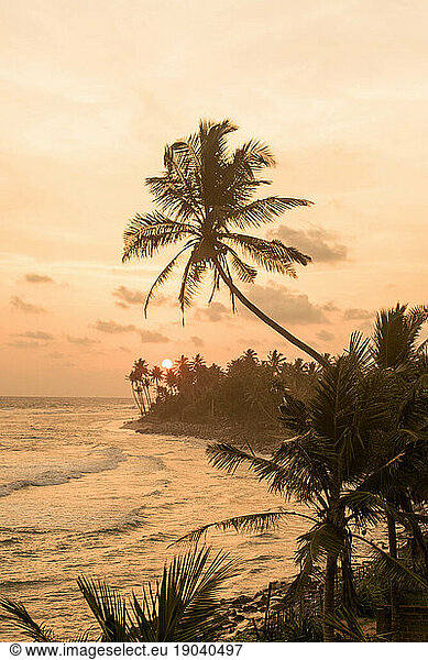 sunset on the beach with big palm tree in the foreground