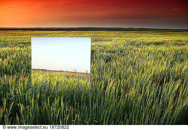 Sunset over a field of cereals in the lagoons of villafafila  zamora
