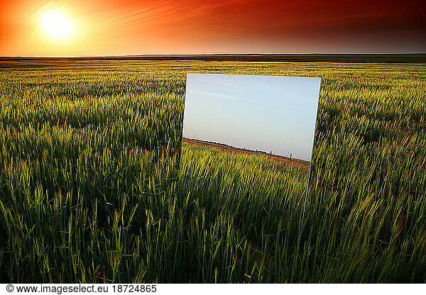 Sunset over a field of cereals in the lagoons of villafafila  zamora