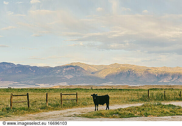 Sunset over farm land with cow and fence in Meadow  Utah