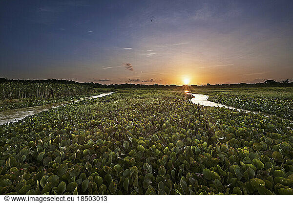 Sunset over Water Hyacinths growing in lake  Orinoco Delta  Venezuela