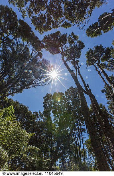 Sunshine over tree canopy in remote jungle