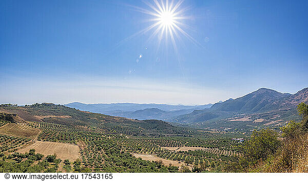 Sunshining over hills and mountains with olives groves in Andalucia  Spain  Europe