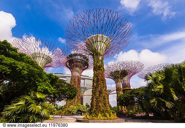 Supertree Grove and gardens  Singapore  South East Asia
