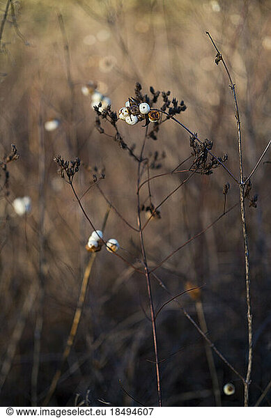 Surface view of plants  grasses and Nootka rose plants with berries.