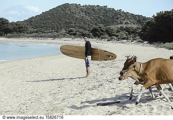 Surfer und Kühe am Strand