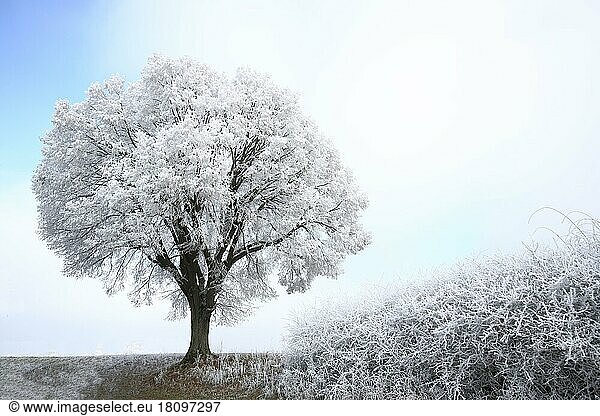 Surreal landscape in winter with a tree and hoarfrost in Giengen  Swabian Alb  Baden-Württemberg  Germany  Europe