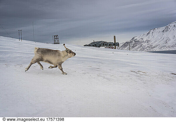 Svalbard reindeer  Rangifer tarandus platyrhynchus  a small subspecies