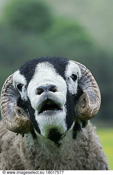 Swaledale sheep  Swaledale ram  purebred  domestic animals  ungulates  farm animals  cloven-hoofed  mammals  animals  domestic sheep  Domestic Sheep  Swaledale ram  close-up of head  with mouth open and trimmed horns  Cumbria  England  United Kingdom  Europe