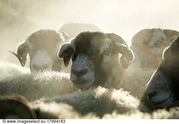 Swaledale  Swaledale sheep  purebred  domestic  ungulates  farm animals  cloven-hoofed  mammals  animals  domestic sheep  Domestic Sheep  Swaledale  ewes  close-up of heads  flock steaming in morning  Cumbria  England  United Kingdom  Europe
