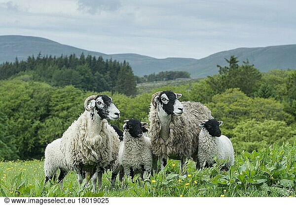 Swaledaleschaf  Swaledaleschafe  reinrassig  Haustiere  Huftiere  Nutztiere  Paarhufer  Säugetiere  Tiere  Hausschafe  Domestic Sheep  Swaledale ewes with lambs  standing in pasture  Cumbria  England  June