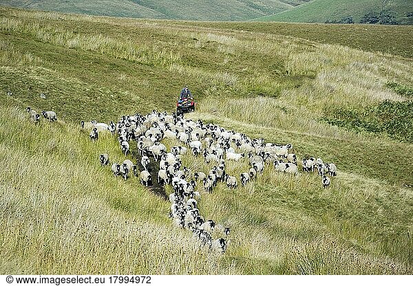 Swaledaleschaf  Swaledaleschafe  reinrassig  Haustiere  Huftiere  Nutztiere  Paarhufer  Säugetiere  Tiere  Hausschafe  Sheep farming  farmer on quadbike  gathering Swaledale flock off moorland  Cumbria  England  August