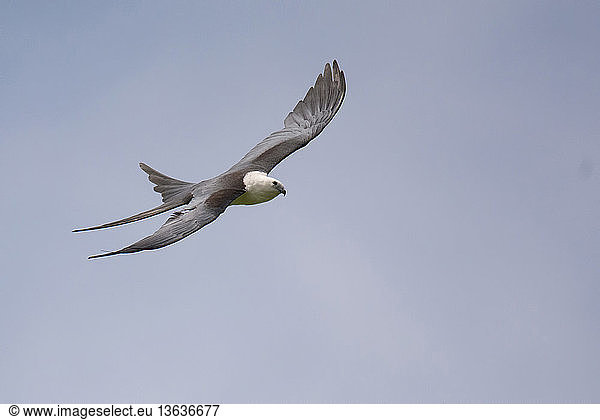 Swallow-tailed Kite; Elanoides forficatus; Lake Apopka  FL; July