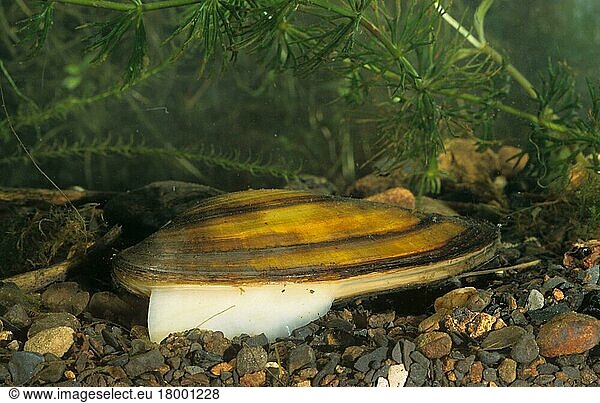 Swan mussel (Anodonta cygnea)  Common Clam  Swan Mussel  Great Pond Mussels  Common Bivalves  Swan Mussels  Other Animals  Shells  Animals  Molluscs  Swan Mussel adult  extending foot  South Yorkshire  England  Great Britain