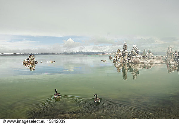 Swans and A Rare Snow Storm Blankets Mono Lake in Northern California