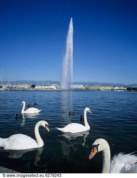 Swans below the Jet d'eau (water jet)  Geneva  Lake Geneva (Lac Leman)  Switzerland  Europe