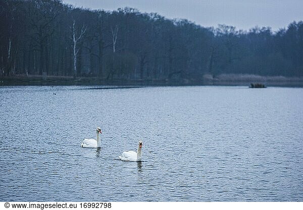 Swans in Pen Ponds  the lakes in Richmond Park  London  England