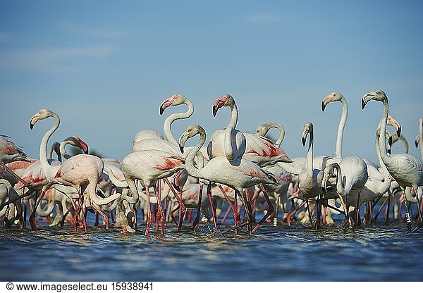 Swarm of Greater flamingos (Phoenicopterus roseus) in water  Saintes-Maries-de-la-Mer  Parc Naturel Regional de Camargue  Camargue  France  Europe