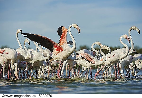 Swarm of Greater flamingos (Phoenicopterus roseus) in water  Saintes-Maries-de-la-Mer  Parc Naturel Regional de Camargue  Camargue  France  Europe