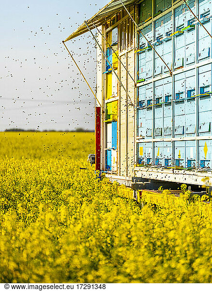 Swarm of honey bees flying in front of beehive truck parked in blooming oilseed rape field