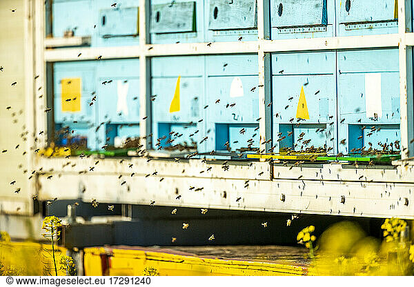 Swarm of honey bees flying in front of beehives